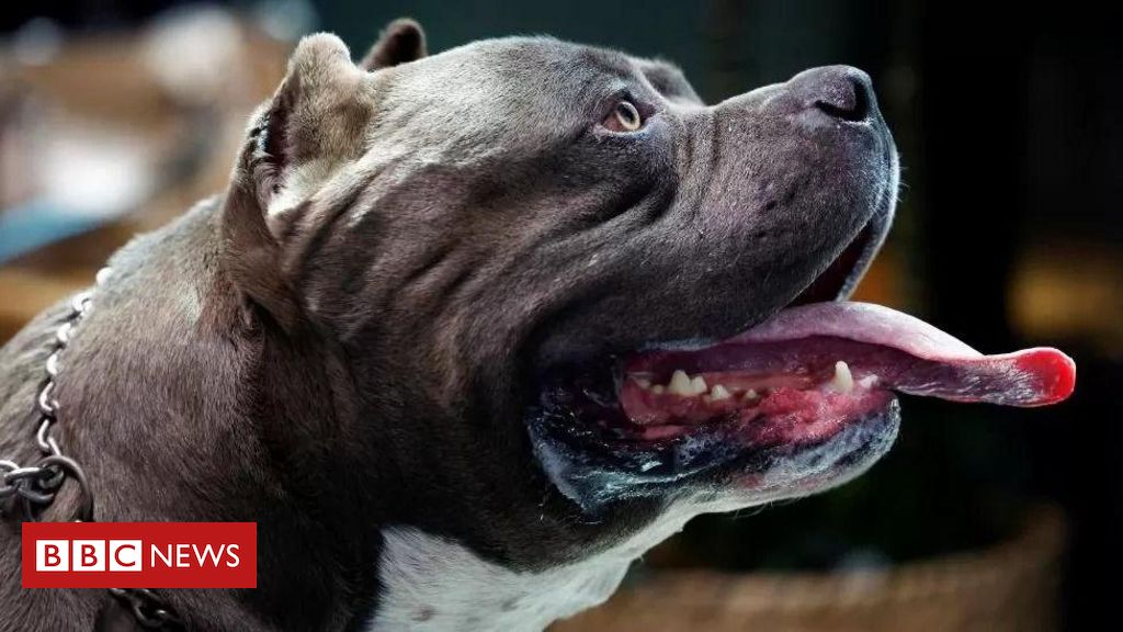 Bully XL: a raça de cães chamada de 'mortal' no Reino Unido e que pode ser proibida - BBC News Brasil