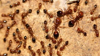 Cientistas e moradores temem invasão de formigas capazes de matar bois e destruir eletrônicos