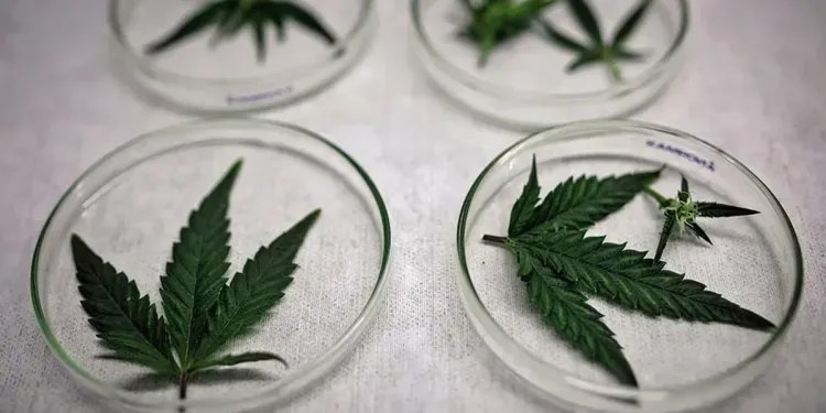 MACONHA: 72% DOS BRASILEIROS SÃO CONTRA USO RECREATIVO, APONTA DATAFOLHA