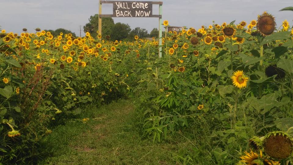 There's A Magical Sunflower Field Tucked Away In Beautiful Florida