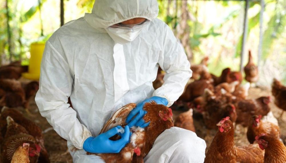 Câmara aprova crédito de R$ 200 milhões para combate a gripe aviária