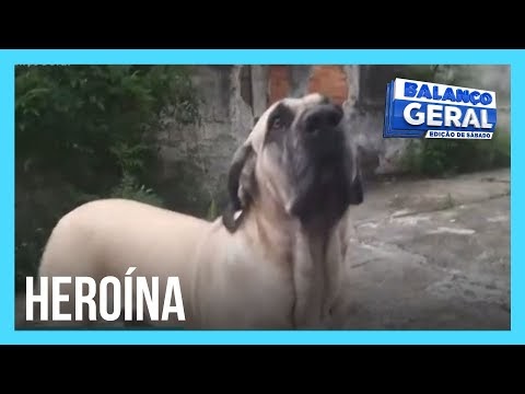 Em São Paulo, cachorra de estimação coloca ladrões de moto para correr 