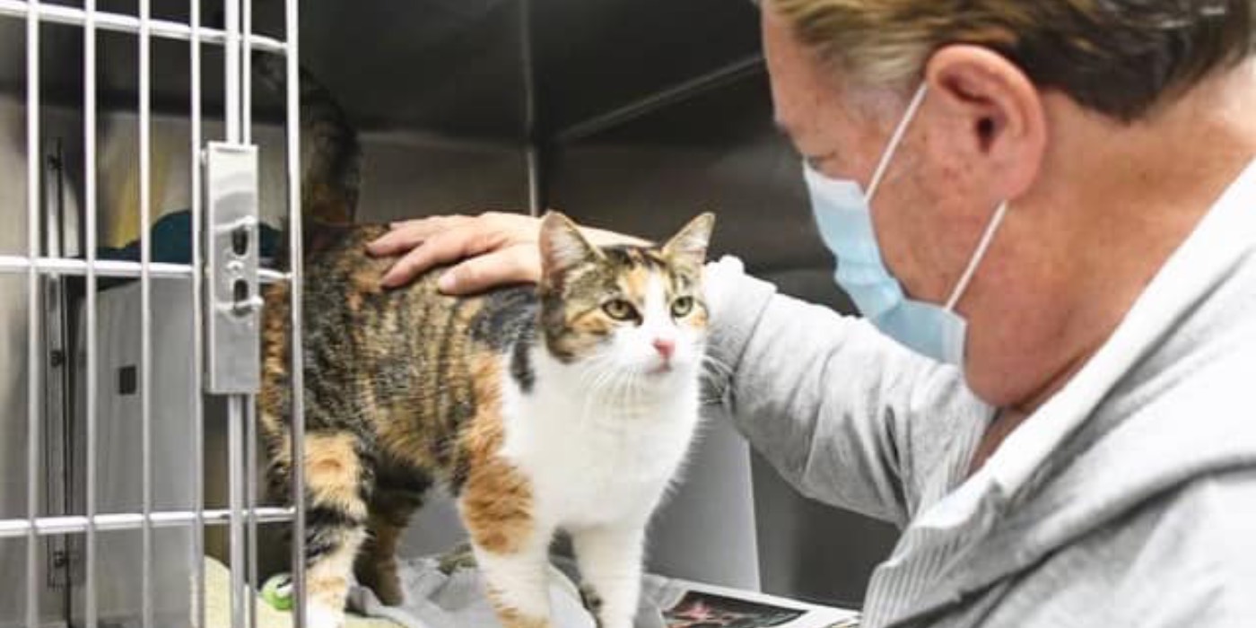 Cat Was Thought to be a Goner in California Mudslides. 3 Years Later, the 'Miracle Cat' Showed Up Again