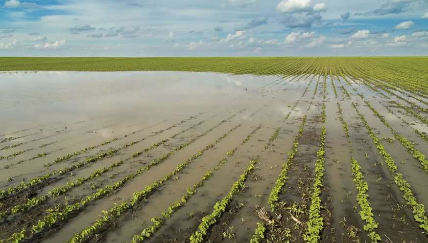 Agricultura paranaense perde R$ 2,5 bilhões por causa de chuvas e calor