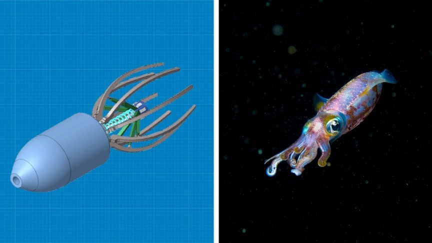 Squid-Inspired Robot Mimics Efficiency of Sea Creatures