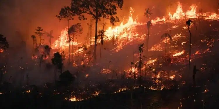 Em Chamas: Amazônia registra alta de 286% nos focos de queimadas em fevereiro