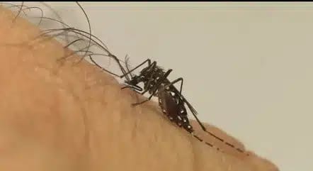 Brasil ultrapassa 300 mortes por dengue; mais de 700 estão sob investigação