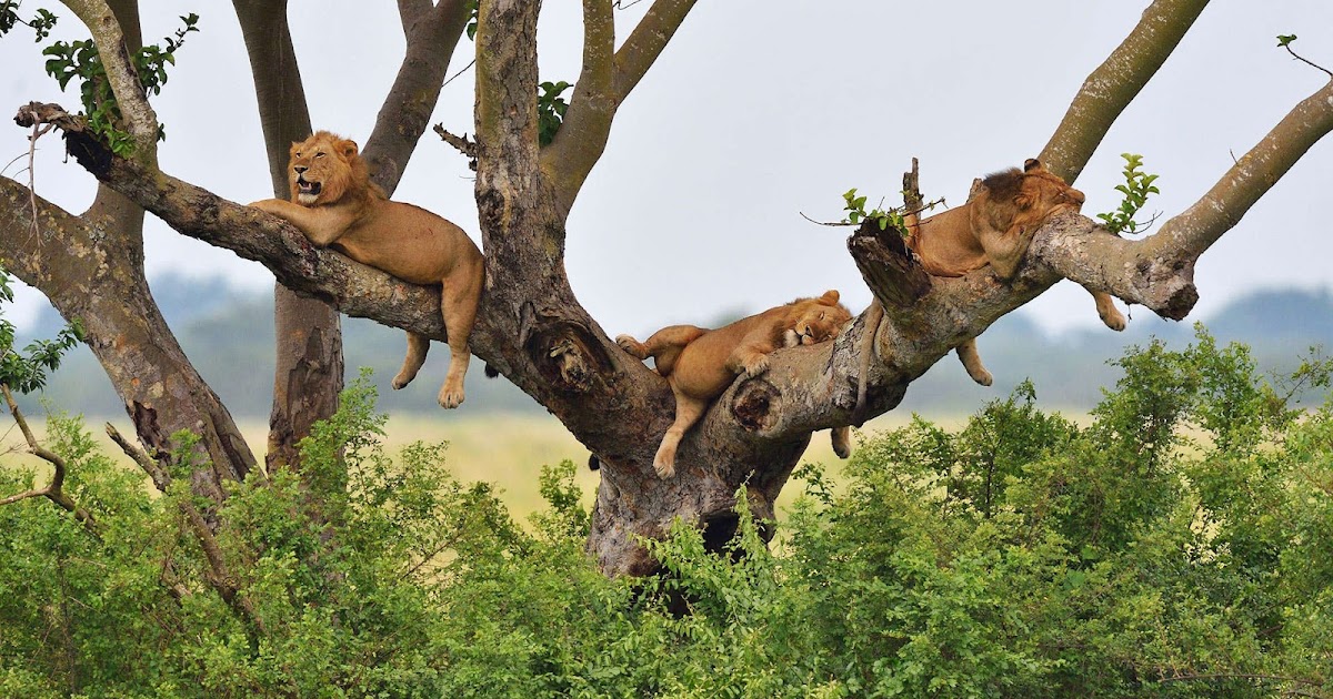 [Fotografando por aí] Leões trepadores de árvores