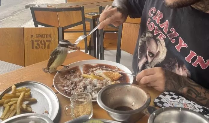 Bem-te-vi pousa na mesa e ‘almoça’ com casal em bar na Vila da Penha; vídeo