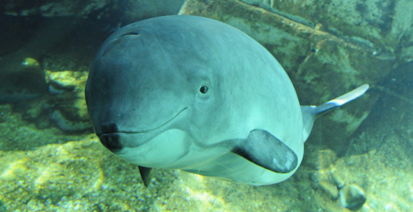 California Porpoises Rebound in a Big Way Following Ban on Indiscriminate Fishing Nets