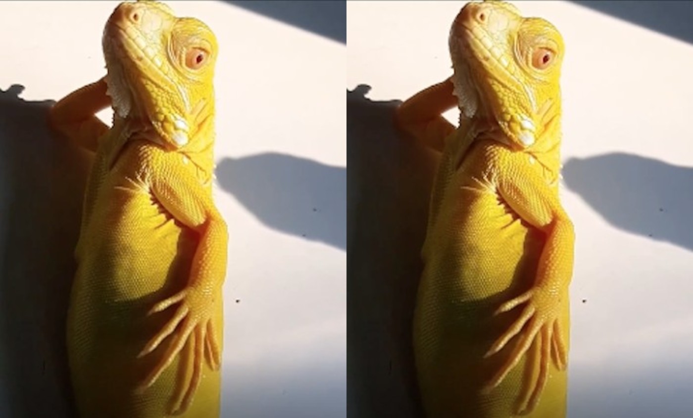This Sassy Iguana Thinks He's a Supermodel Posing at the Beach – Video