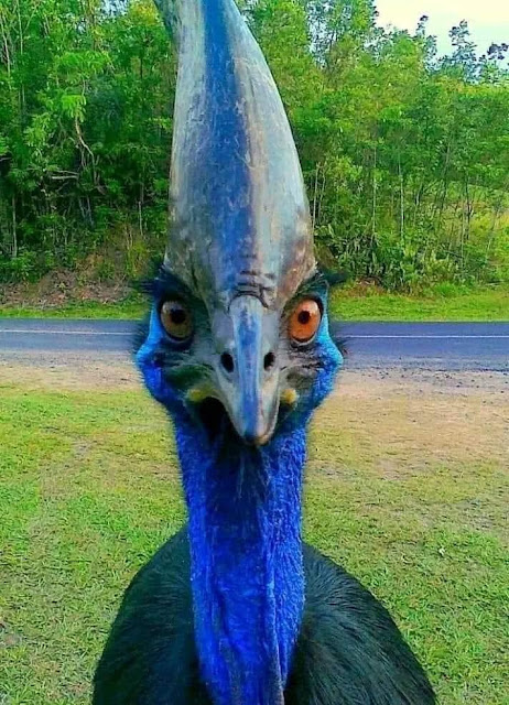 Casuar - Uma das Aves mais violentas