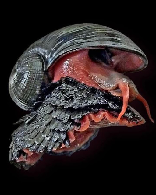 O fascinante caracol do vulcão