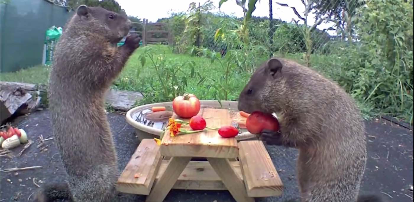 These Groundhogs Came Out – Then Shared a Tomato Feast at a Tiny Picnic Table (Watch)