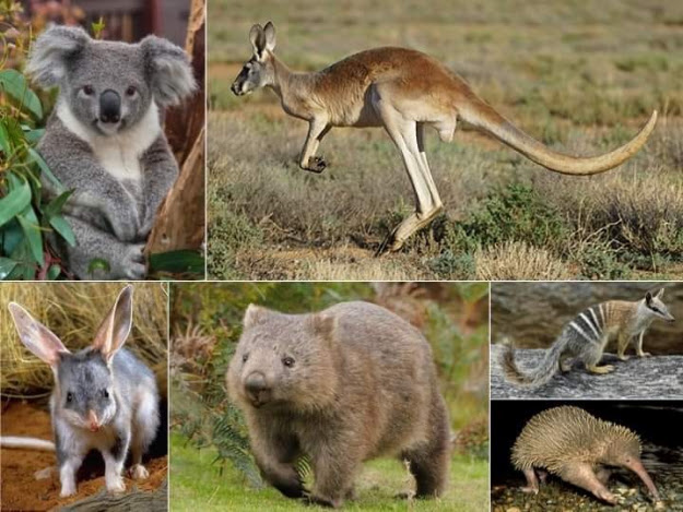 A Diferenciada Fauna Australiana