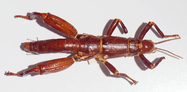 Dryococelus australis – A Lagosta-das-árvores