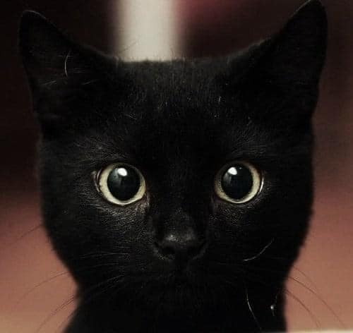 O Ronronar dos Gatos