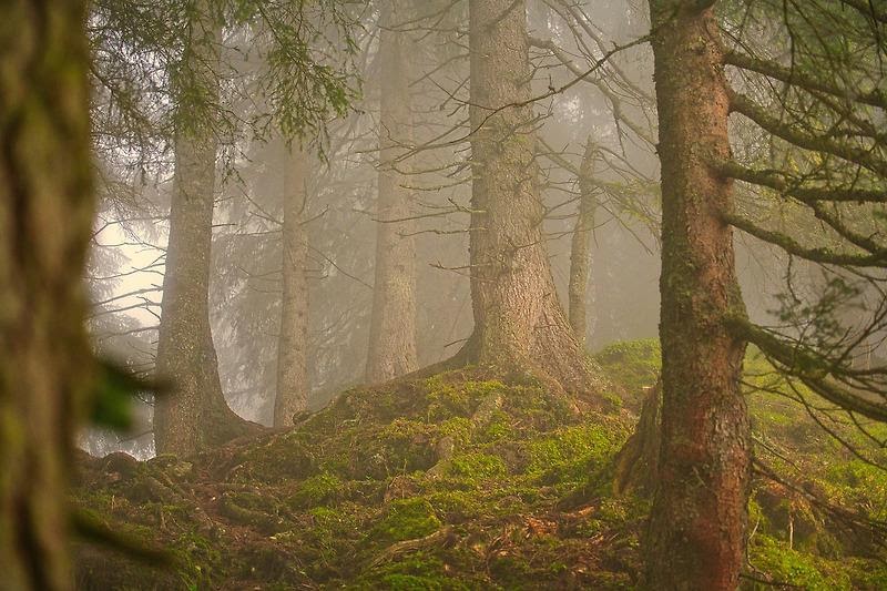 A Misteriosa Floresta Aokigahara