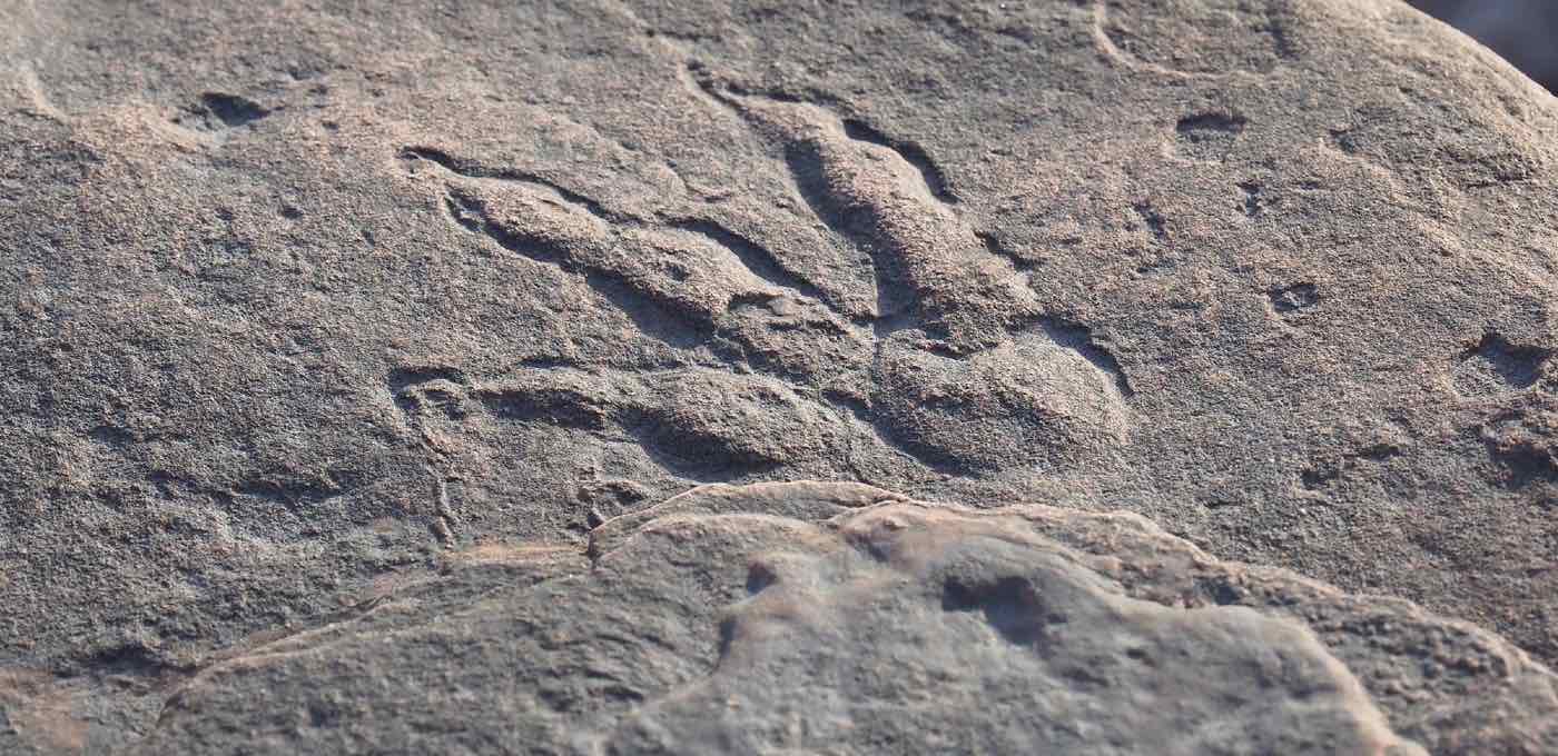 4-Year-old Girl Finds Dinosaur Footprint on a Beach From 215 million Years Ago