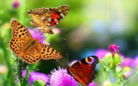 [Para que servem as borboletas?] A ética dos desejos...