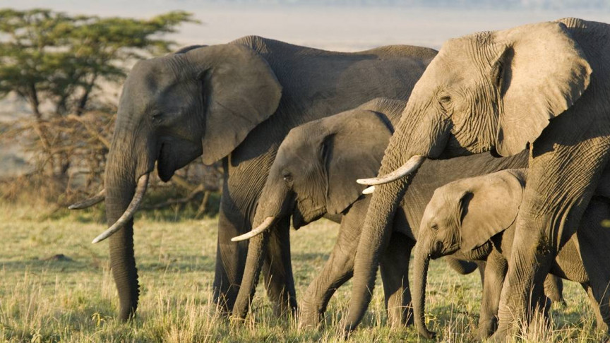 Study Explains Why Elephants Are Surprisingly Cancer-Resistant 