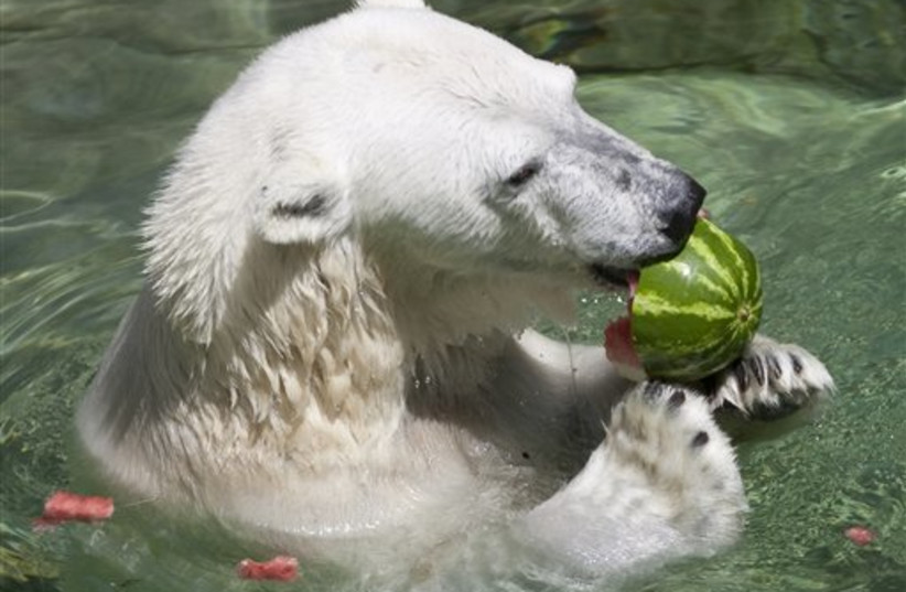 Female polar bear killed by male bear at Detroit Zoo