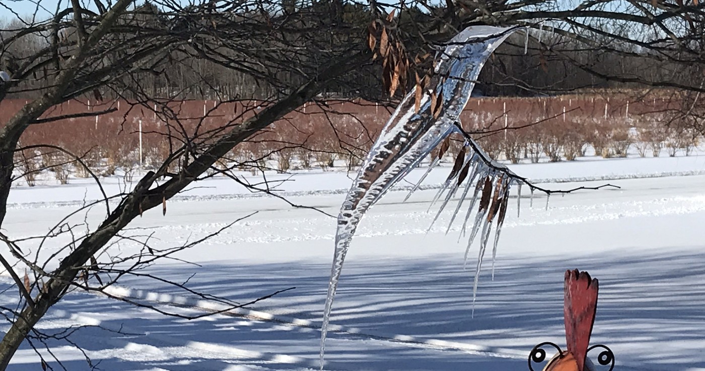 Woman Wakes Up to Find Astonishing Icicle Outside That Looks Exactly Like a Hummingbird