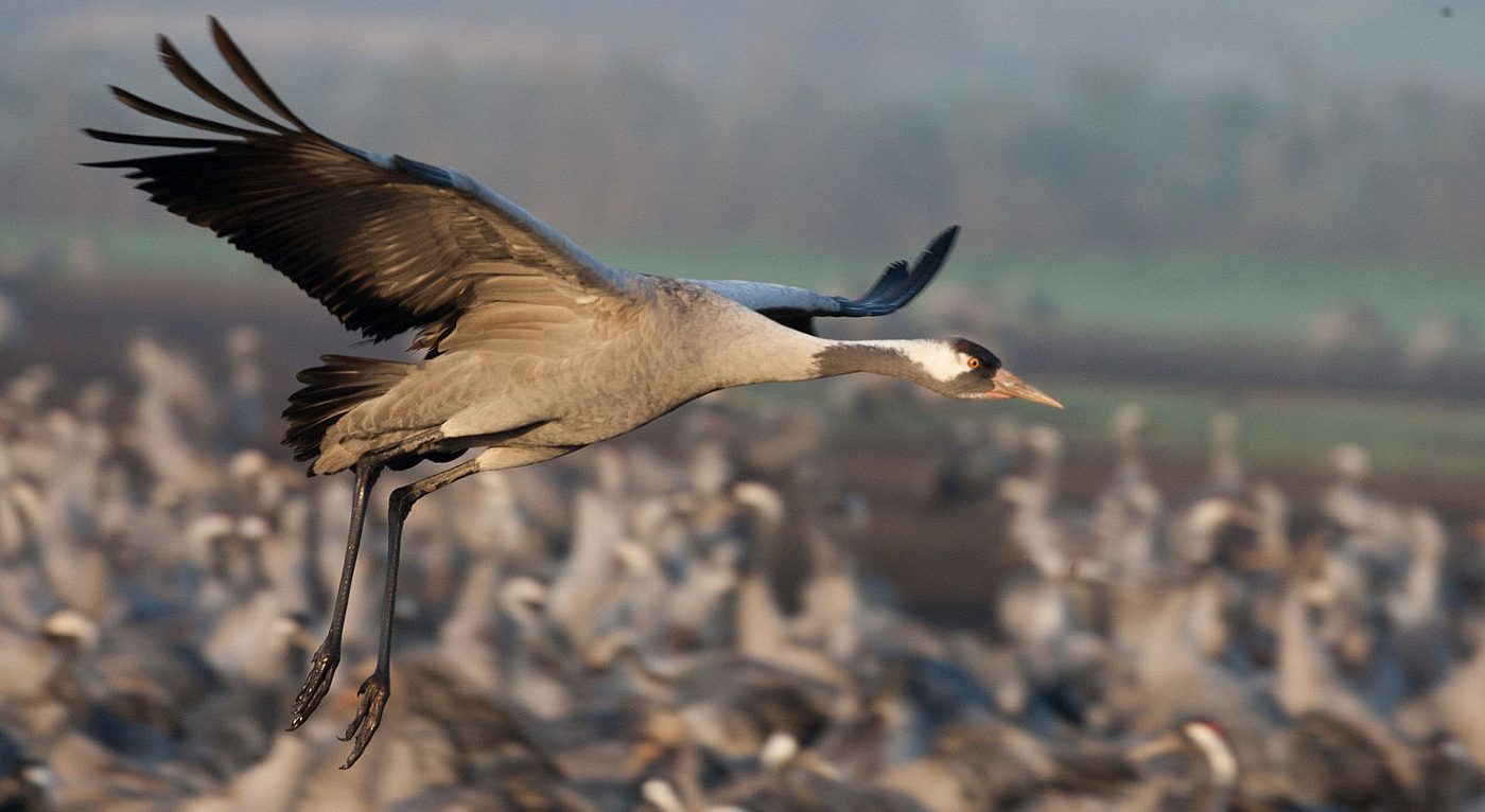 400 Years After Being Wiped Out by Hunters Britain's Wild Cranes Make a  Comeback