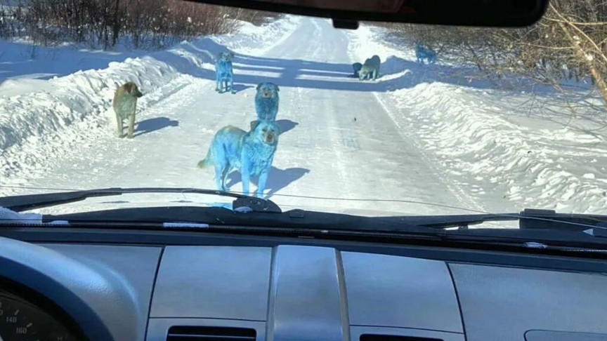 Blue Dogs Spotted in Russia Likely Dyed by Toxic Compounds