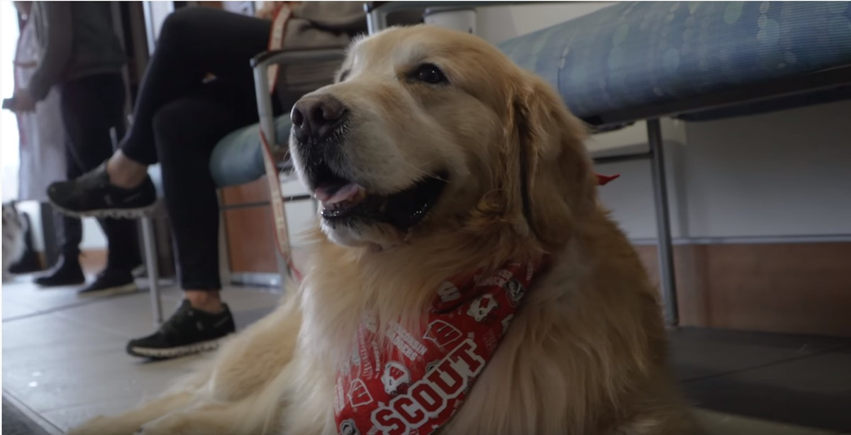 Americano compra comercial de US$ 6 milhões para agradecer a veterinários que salvaram seu cachorro de câncer