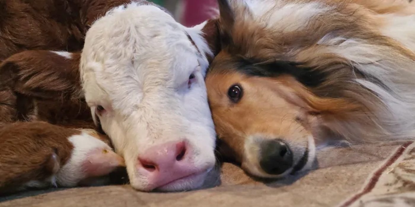 Cuddling in Freezing Temperatures, Newborn Calf and Border Collie Become Adorable Best Friends