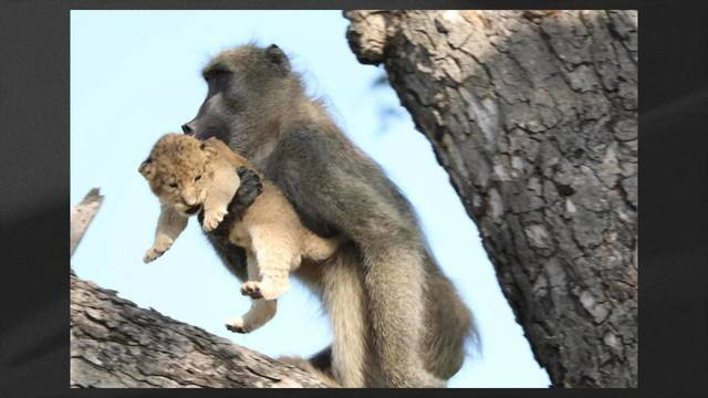 Babuíno e filhote 'imitam' cena de cinema de ‘Rei Leão’