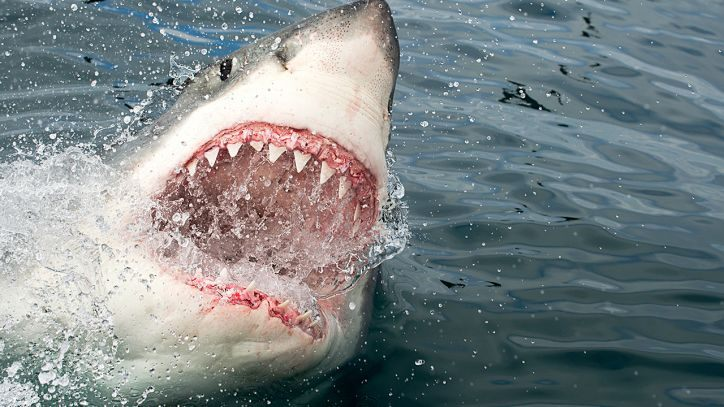 15-foot, 2,000-pound great white shark pings off the coast of Florida