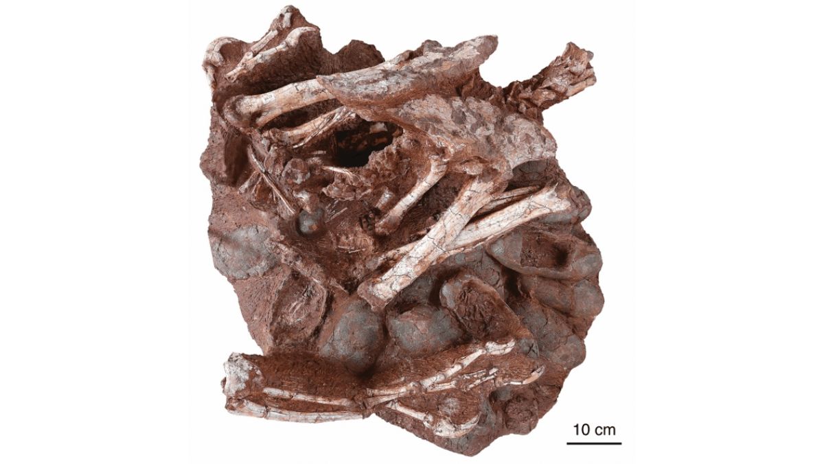 Scientists Find Dinosaur Fossil Atop a Nest of Preserved Eggs