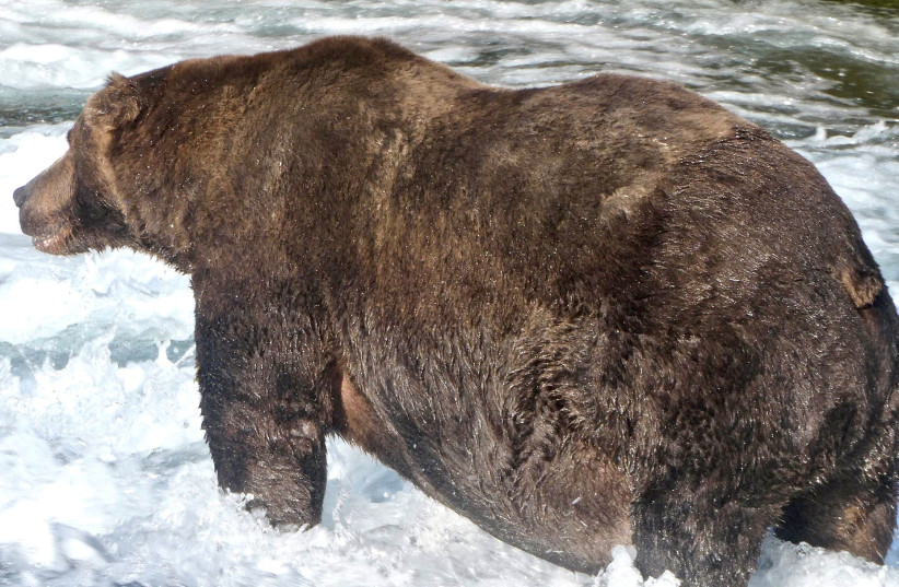 Bear attacks owner on Russian street