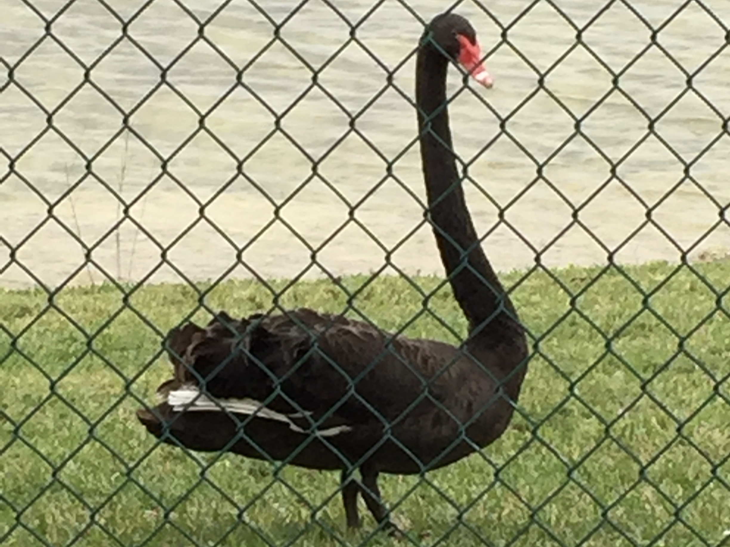 Black Swans | Beauty of Birds