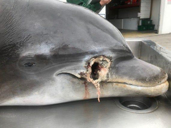 Dolphin shot in face, found dead off coast of Naples