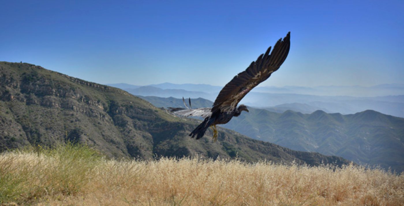 Endangered Condors to Return to Northern California Skies After Nearly a Century