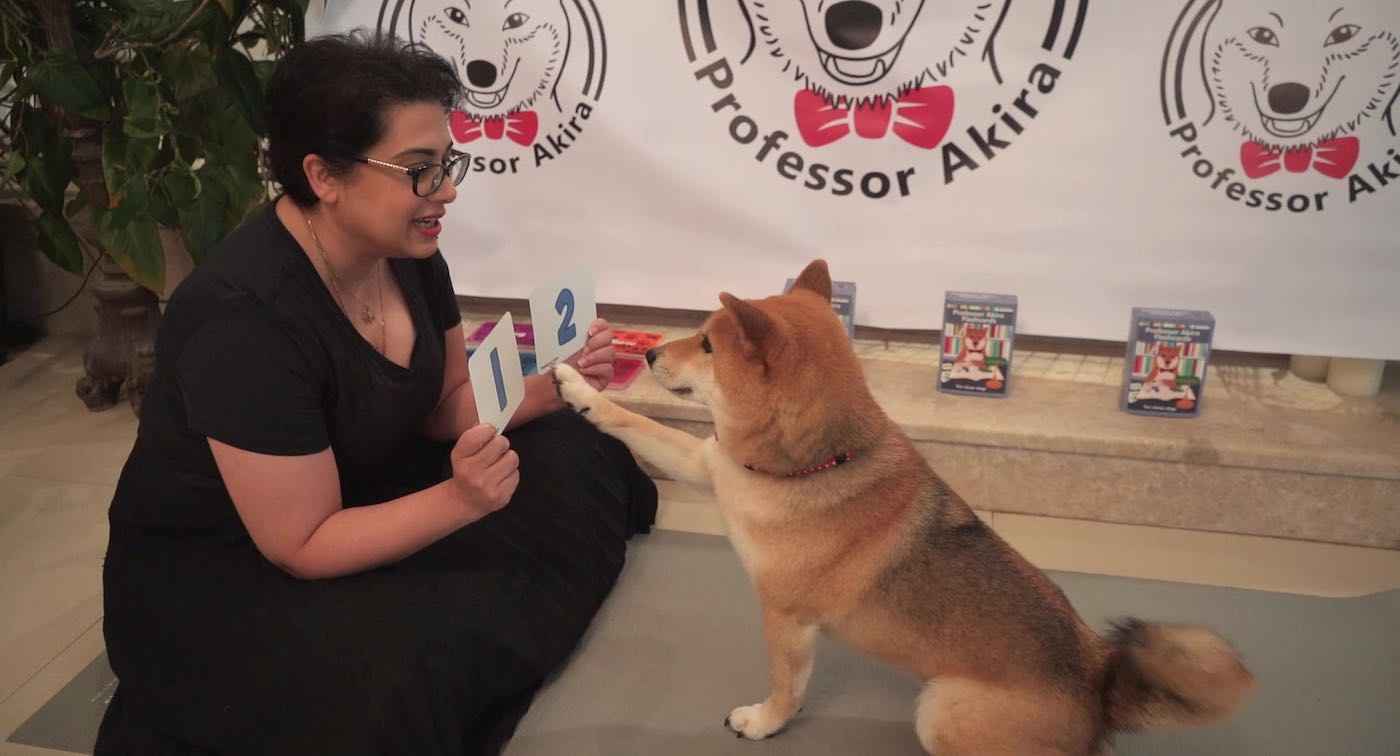 Woman Uses Lockdown to Teach Her Clever Dog Math And Colors With Homemade Flash Cards