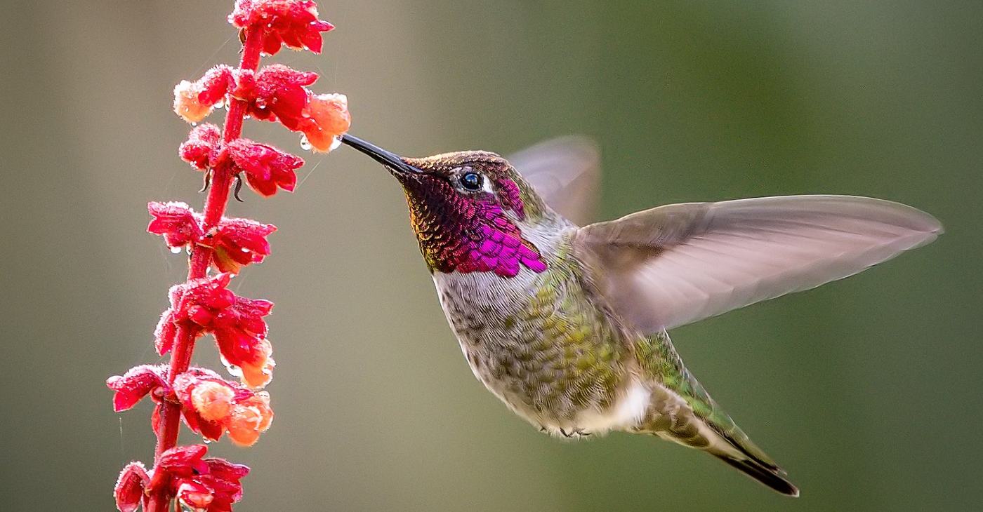 ‘Like a Beautifully-tuned Instrument’: 2000 Microphones Unlock the Mystery of Why Hummingbirds Hum