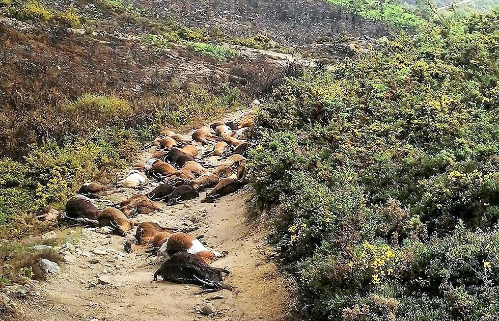 Terror passou por Arcos de Valdevez e matou 68 cabras ao pastor Dario