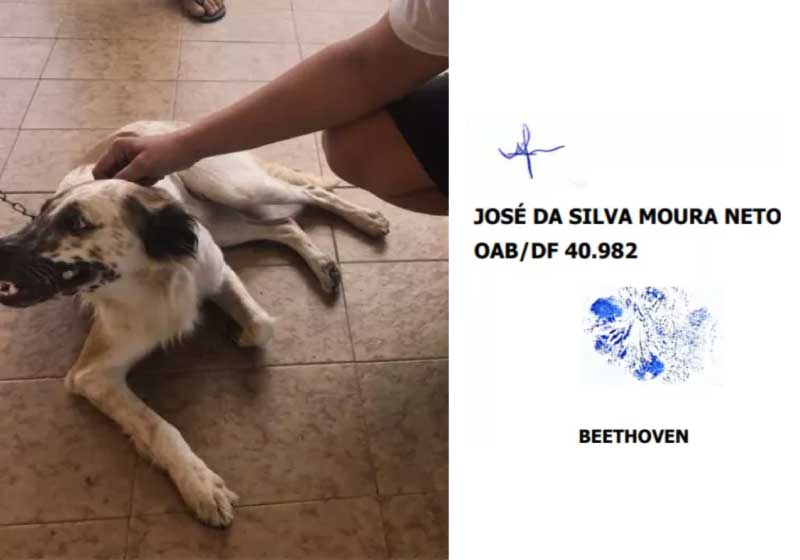 Processo 'assinado' por cão agredito é validado no Ceará - Só Notícia Boa