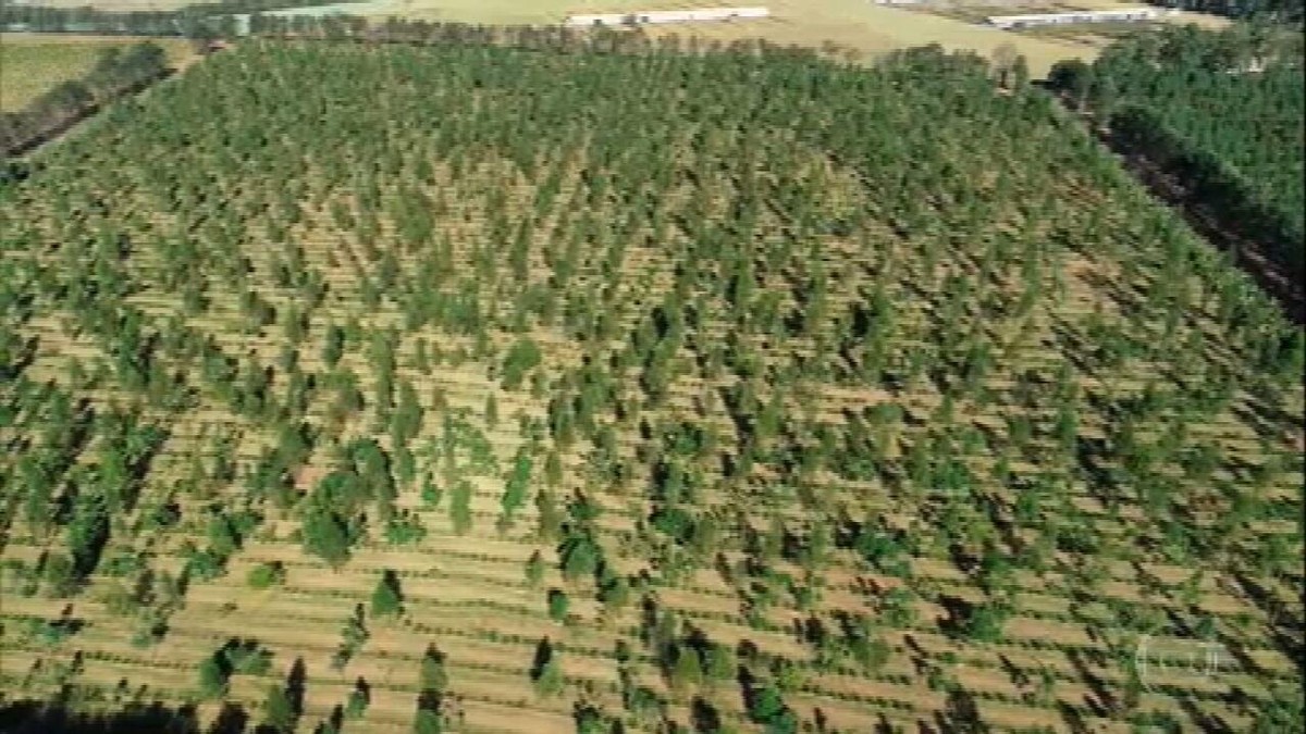 Conheça a fazenda que dobrou a produtividade de grãos com o cultivo orgânico