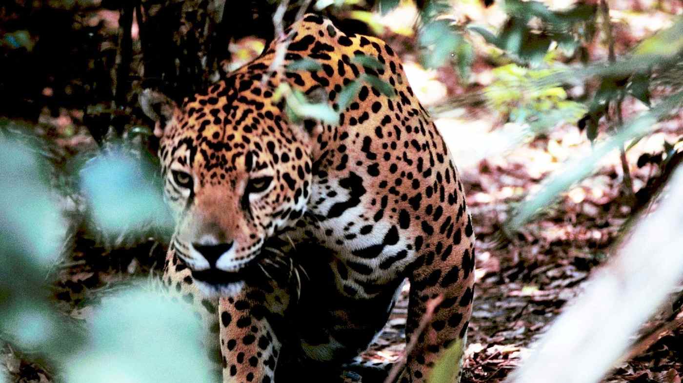 230,000 Acres of Tropical Rainforest Protected as Biodiversity Hotspot For Jaguars in Belize