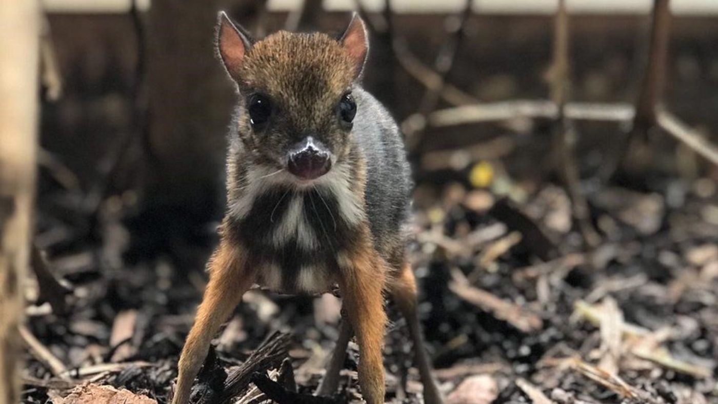 Tiny Mouse Deer Born at English Zoo is 'the height of a pencil' — And Adorable