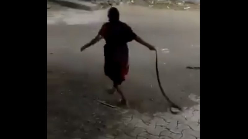 Vídeo mostra idosa ganhando batalha contra cobra venenosa e viraliza nas redes sociais - Terra Brasil Notícias