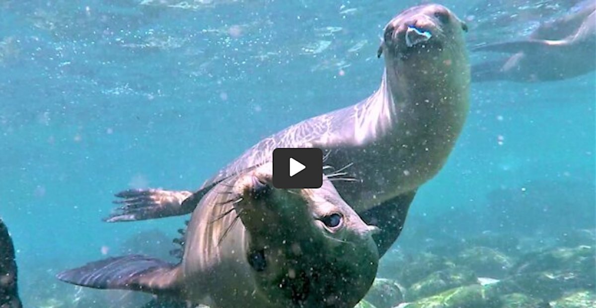 Watch Sea Lion Pups Do Water Ballet Around Delighted Swimmers at the Seashore