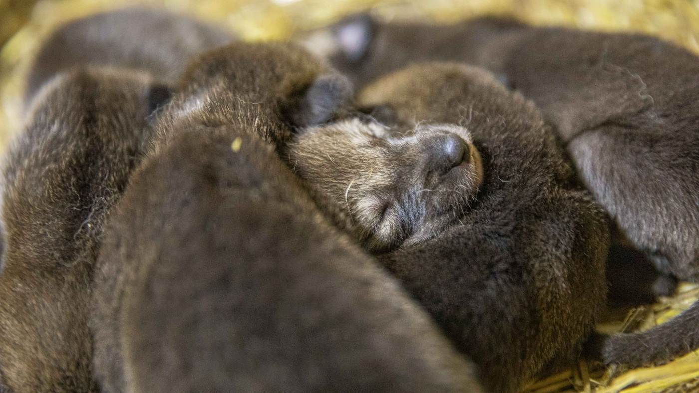 12 Critically Endangered Red Wolf Pups Are Born in North Carolina – A Conservation Baby Boom