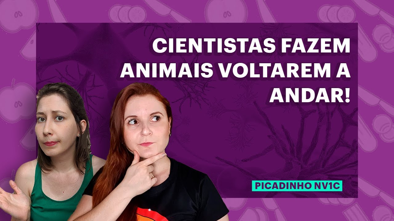 Cientistas fazem ratos voltar a andar!