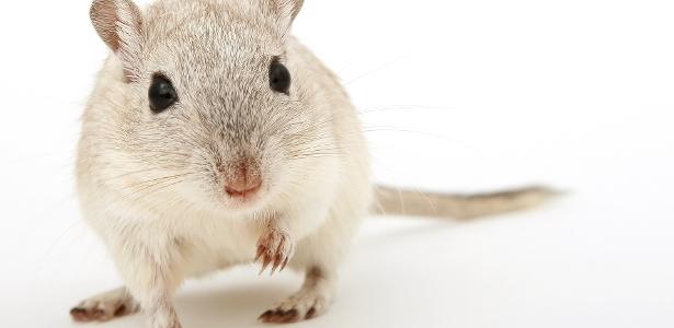 Análise: Nunca Vi 1 Cientista - Nova terapia: como a ciência fez um rato com paralisia total voltar a andar